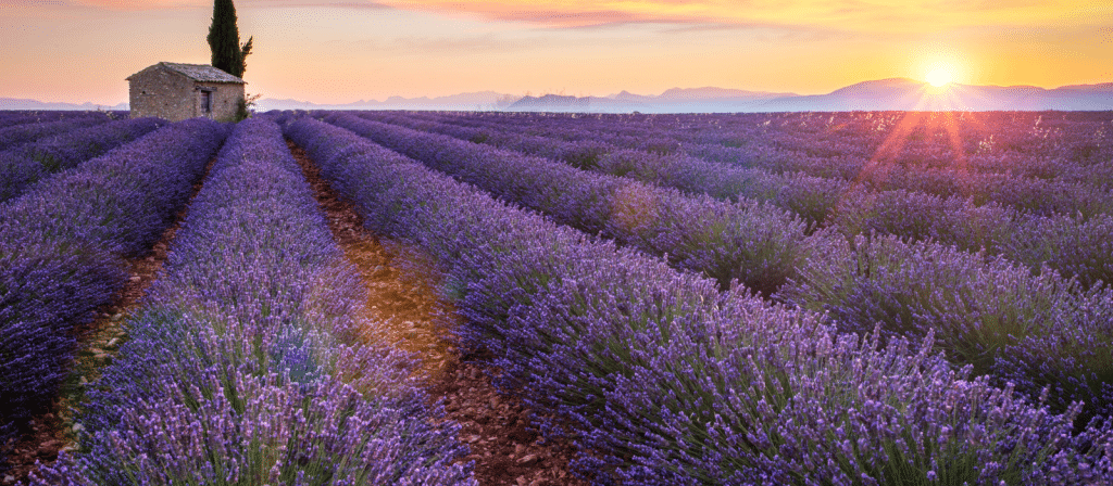 lavande routes de provence luberon forcalquier