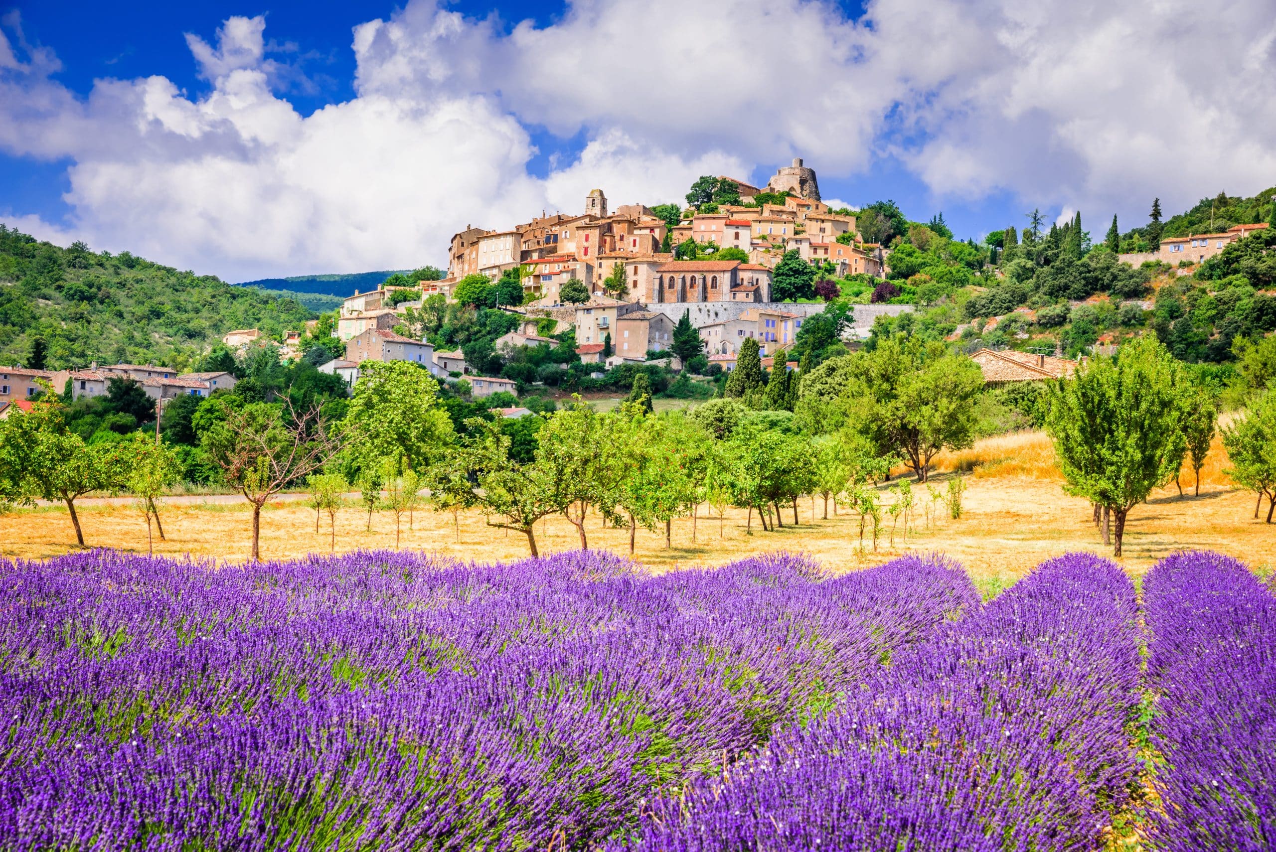 Champs de Lavande Provence